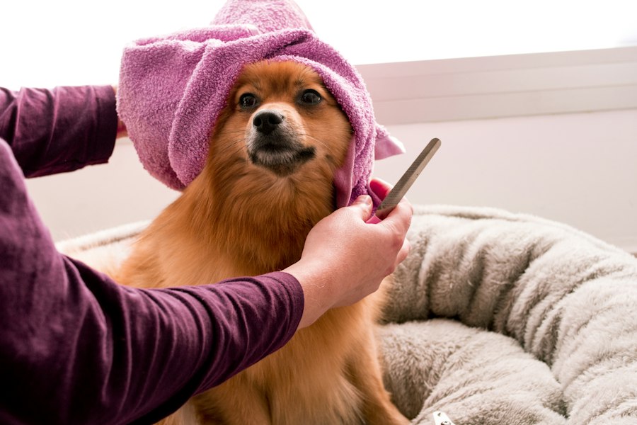 A groomer drying a small dog in a towel