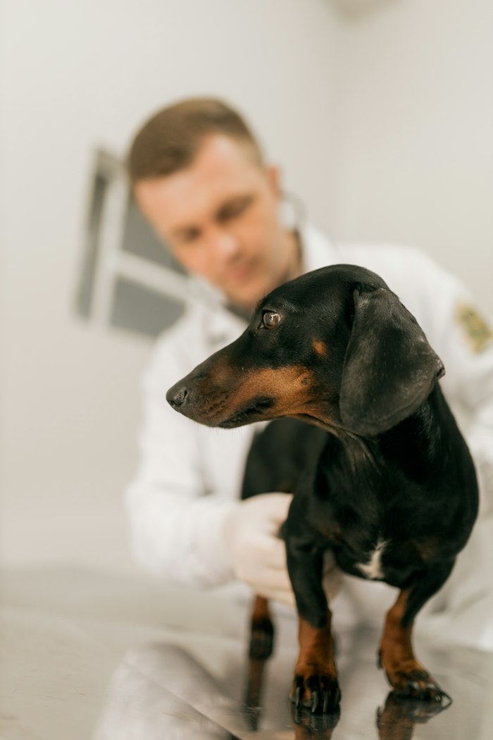Vets